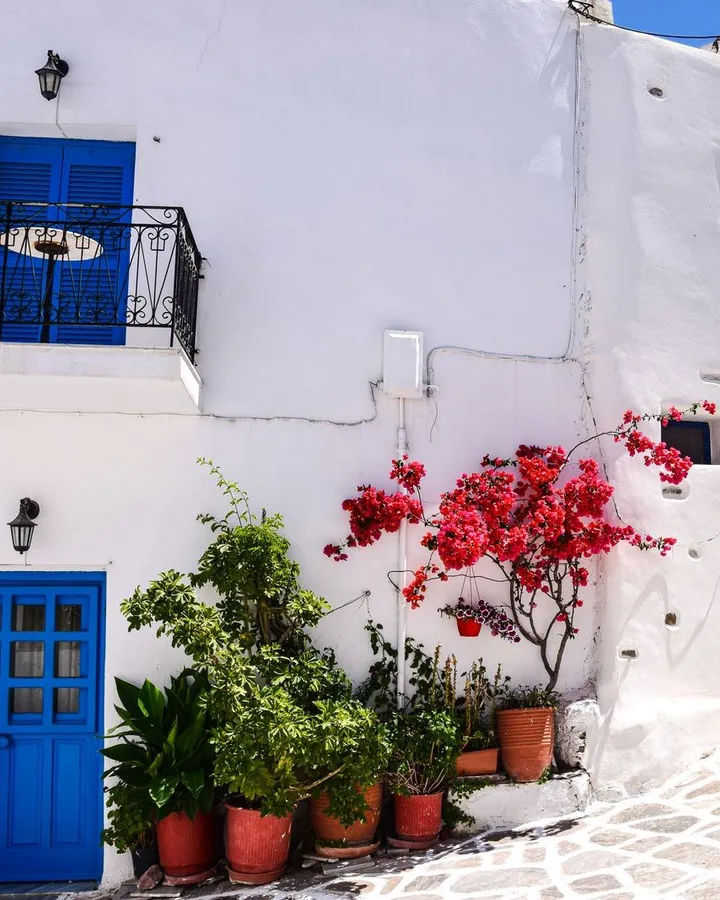 Weiß getünchtes Haus auf einer griechischen Insel mit blauen Türen und Fensterläden, davor Bougainvillea und Topfpflanzen in der Sonne